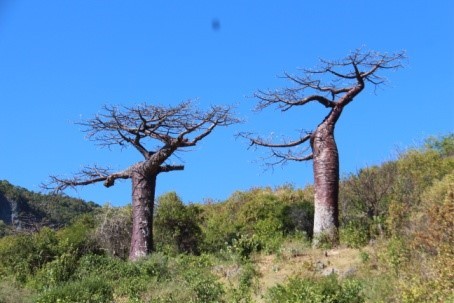 Baobab Endémique de Diego Suarez - Parc Privé de Beambatry