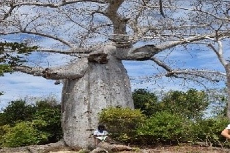Baobab endémique de Diego Suarez
