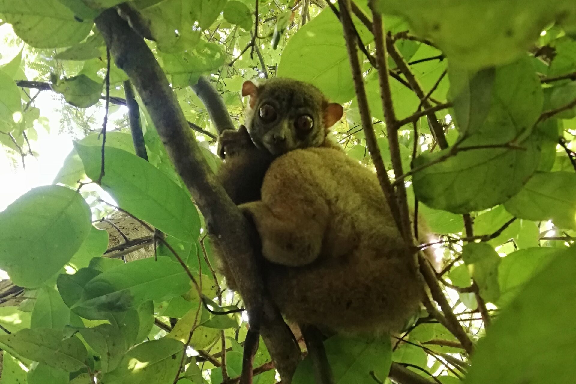 Lemurien Endémique de Madagascar
