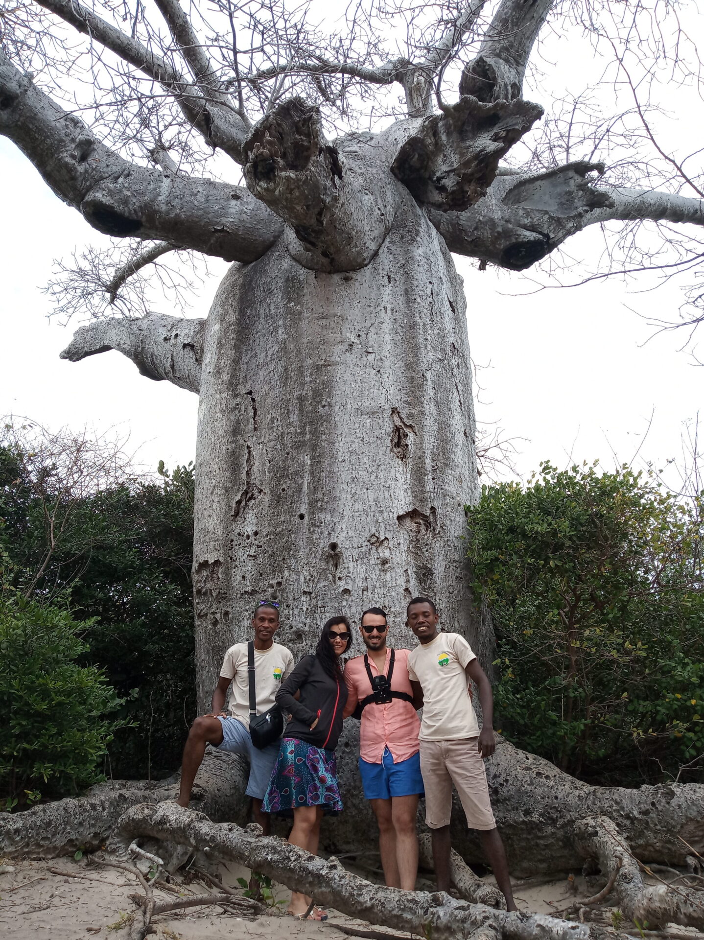 Baobab de Madagascar