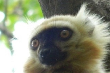 Lemurien Endémique de Madagascar - Parc Privé de Beambatry
