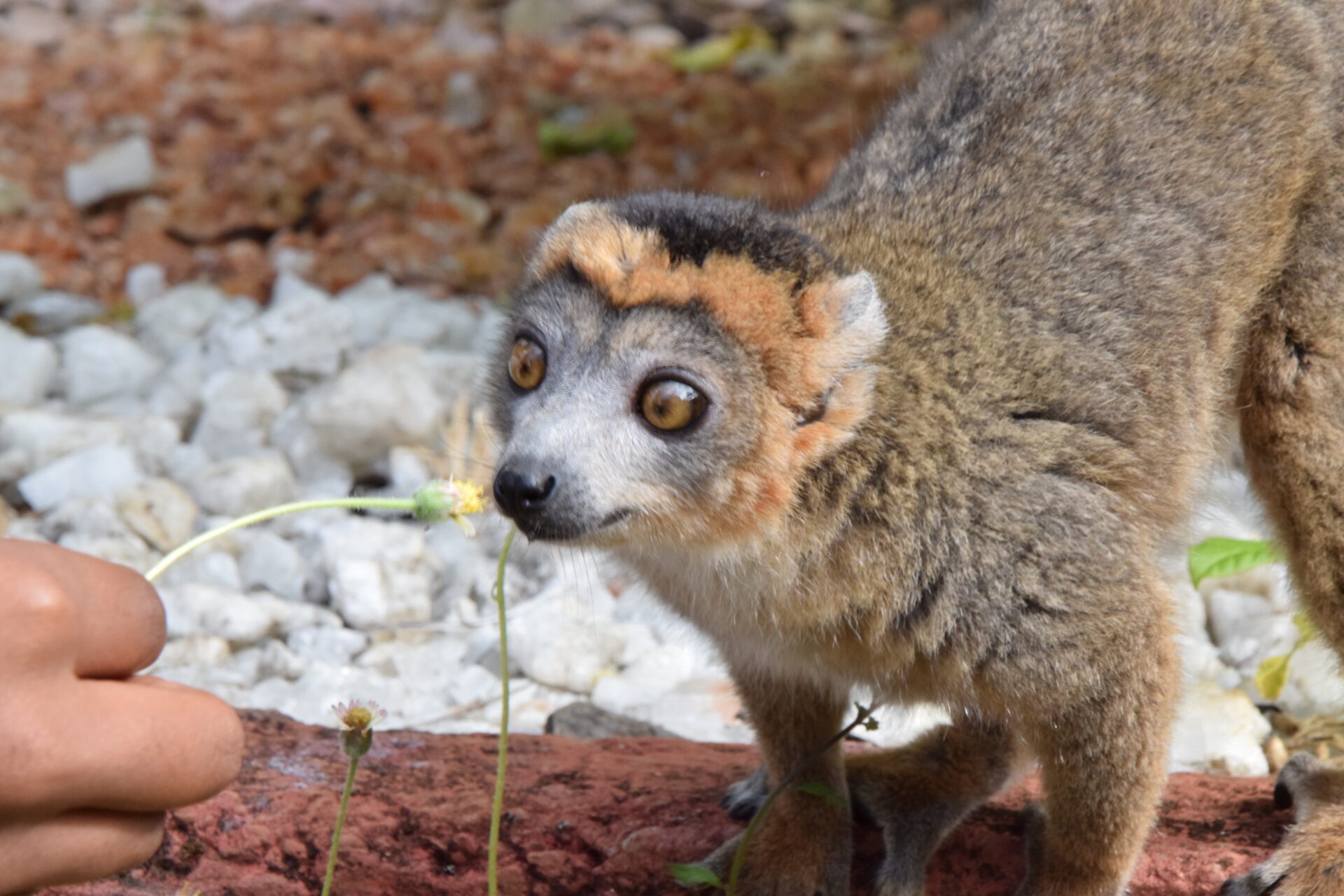 Lémurien Endémique de Madagascar - Parc Privé de Beambatry