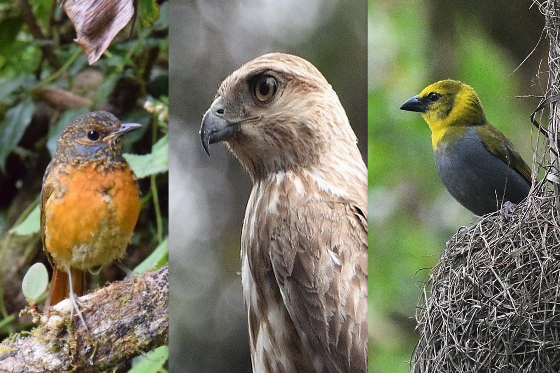Oiseaux de Madagascar